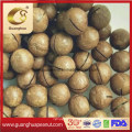 Roasted Flavored Macadamia Nut in Shell